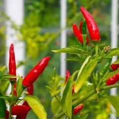 Geleneksel Birds Eye Acı Mini Chili Pepper Biber Tohumu (70 adet)