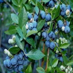 Tüplü Meyve Verme Yaşında Blueberry Yaban Mersini Likapa Fidanı