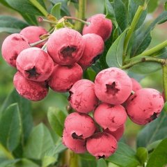 Tüplü Özel Ürün Pembe Yaban Mersini Fidanı