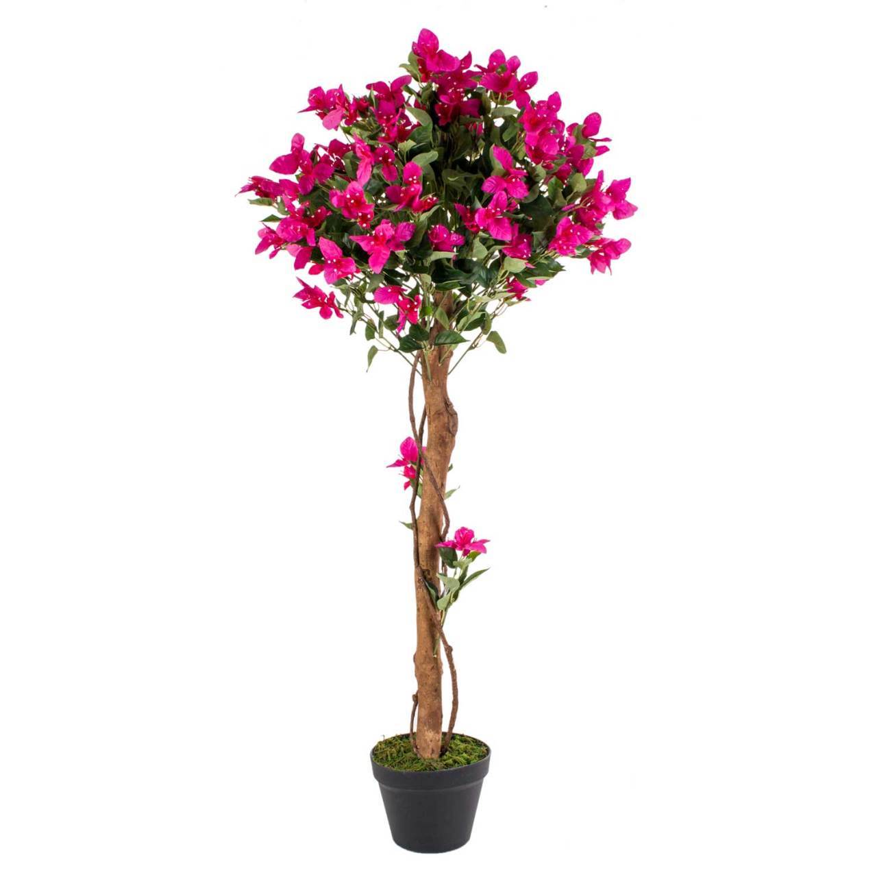 Özel 7 Yaş Anatolion Begonvil Fidanı (200-300 cm)