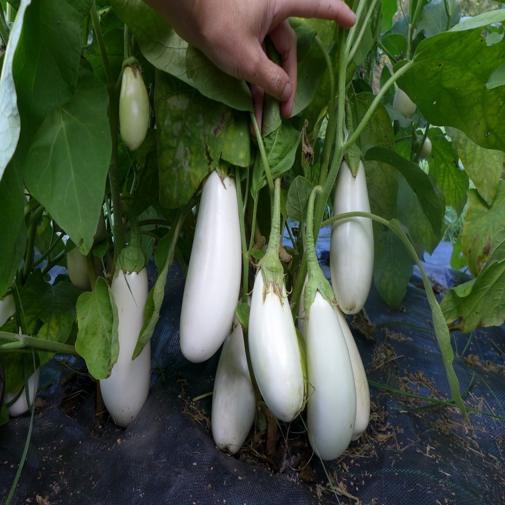 Doğal Casper Patlıcan Tohumu(15 tohum)