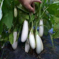 Doğal Casper Patlıcan Tohumu(15 tohum)