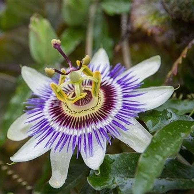 Mavi Çiçek Açan Çarkıfelek (Passiflora Sarmaşığı) Çiçeği Fidanı