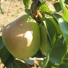 Tüplü Aşılı Orta Erkenci Bol Verimli Tam Bodur Akçay 77 Armut Fidanı