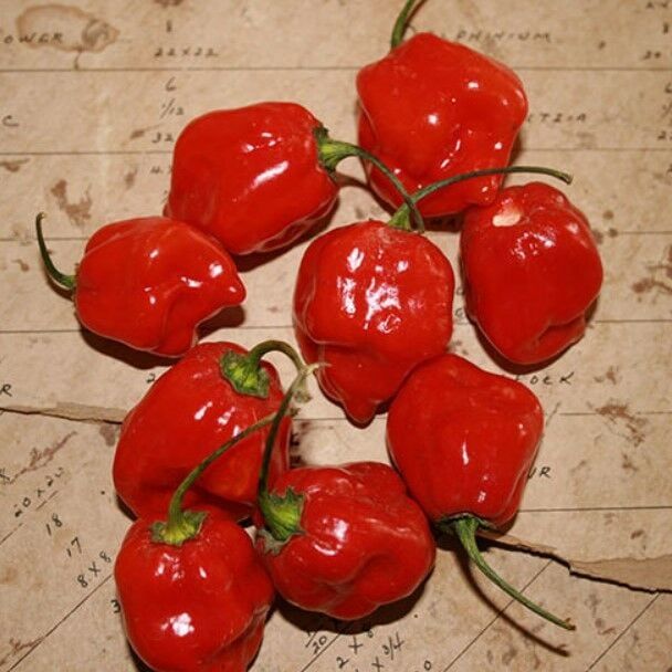 Habernero Red Small Çok Acı Biber Tohumu(15 adet)