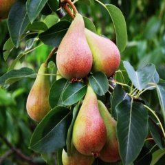 Tüplü Aşılı Çok Erkenci Yarı Bodur June Beauty Haziran Güzeli Armut Fidanı