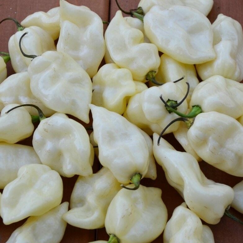 Fatali White Acı Biber Tohumu (15 adet)