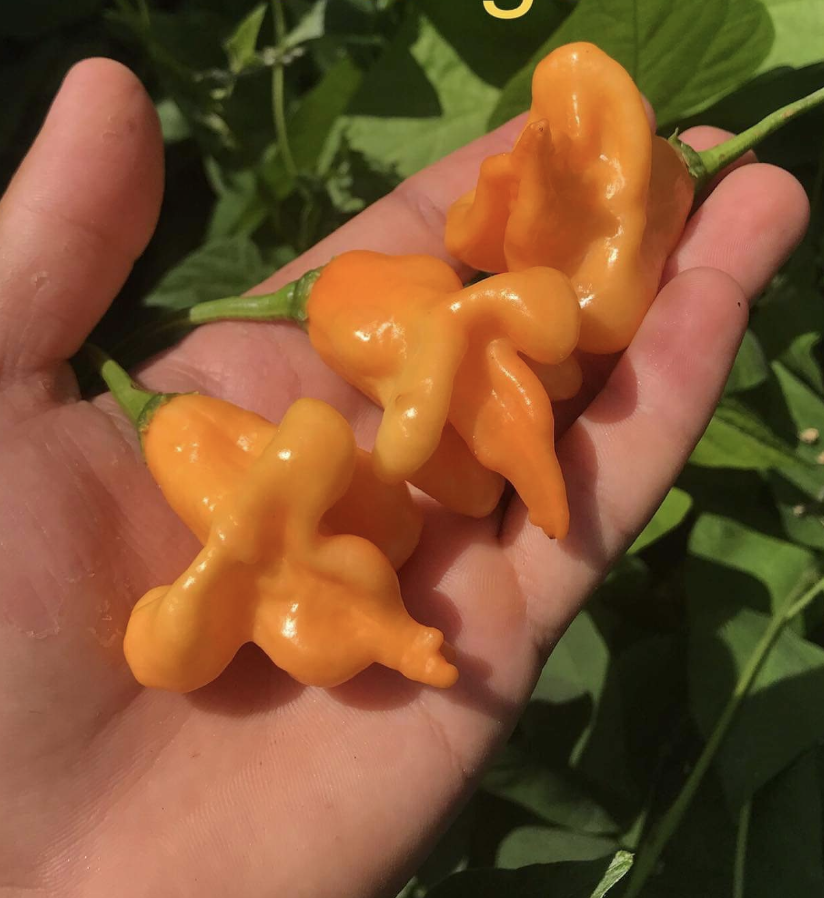 Turuncu Çan Biberi Bishops Crown Biber Tohumu (15 adet)