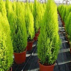 Tüplü Özel Ürün Limoni Servi Fidanı (10-30 cm)