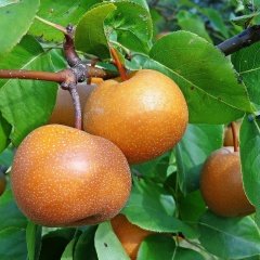 Tüplü Aşılı Özel Aromatik Leziz Yarı Bodur Atago Naşi Japon Armut Fidanı