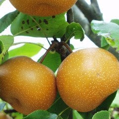 Tüplü Aşılı Özel İri Meyveli Yarı Bodur Chojuro Dev Naşi Japon Armut Fidanı