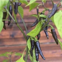 Uzun Siyah Acı Biber Tohumu (15 adet)