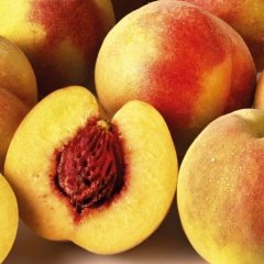 Tüplü Aşılı Bol Verimli Geleneksel Bursa Yarma Şeftali Fidanı