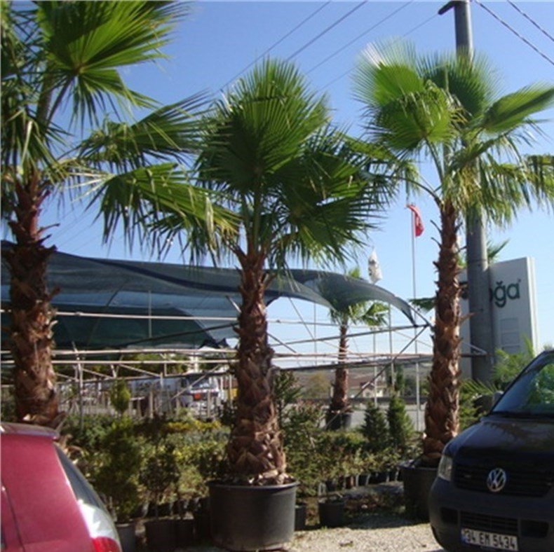 Tüplü Washingtonia Robusto Palmiye Ağacı Fidanı (250-400 cm)