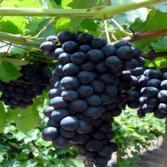 Tüplü Bol Verimli Alphonso (Alfons) Lavelle Üzüm (Asma-Bağ) Fidanı