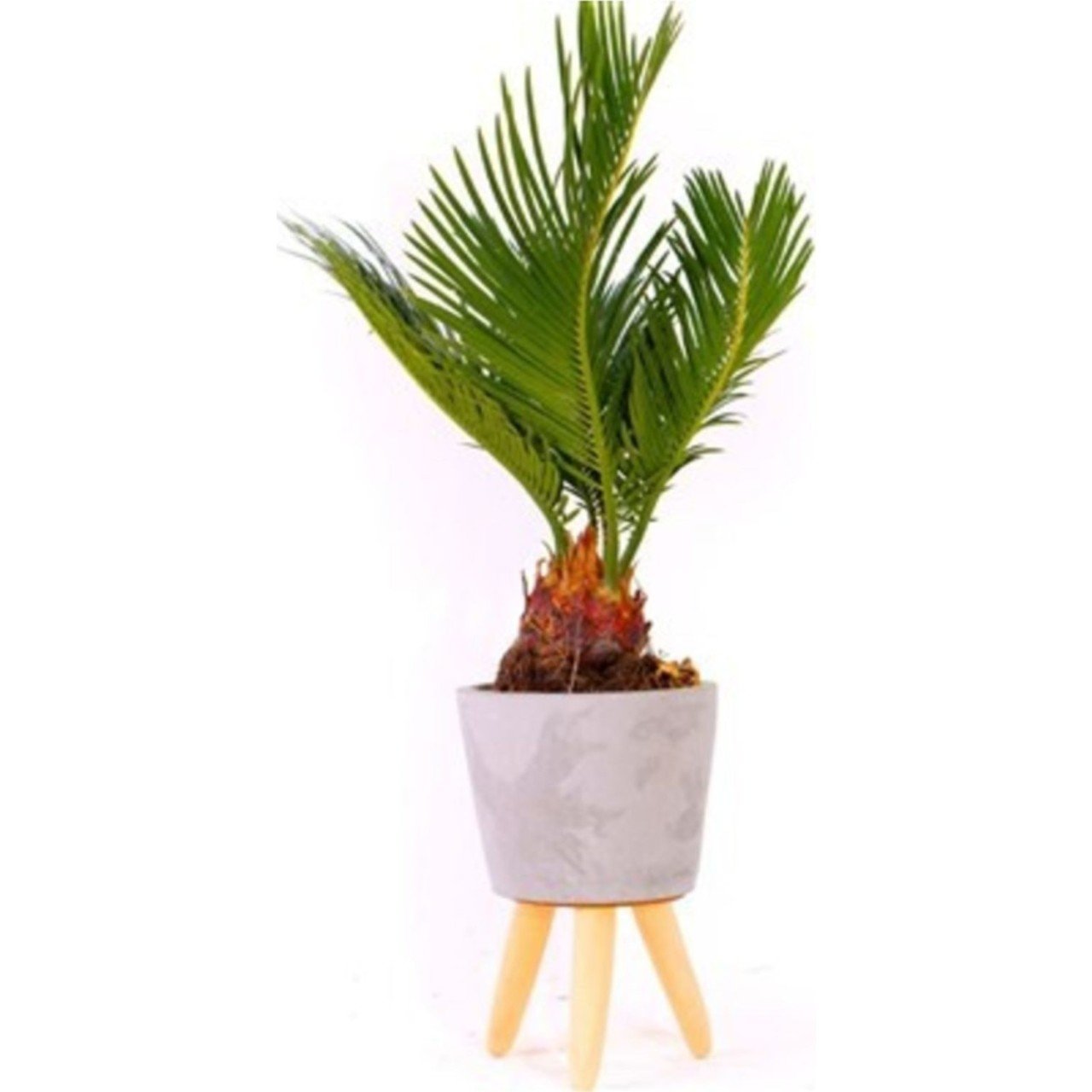 Bodur Palmiye Fidanı (10-20 cm )