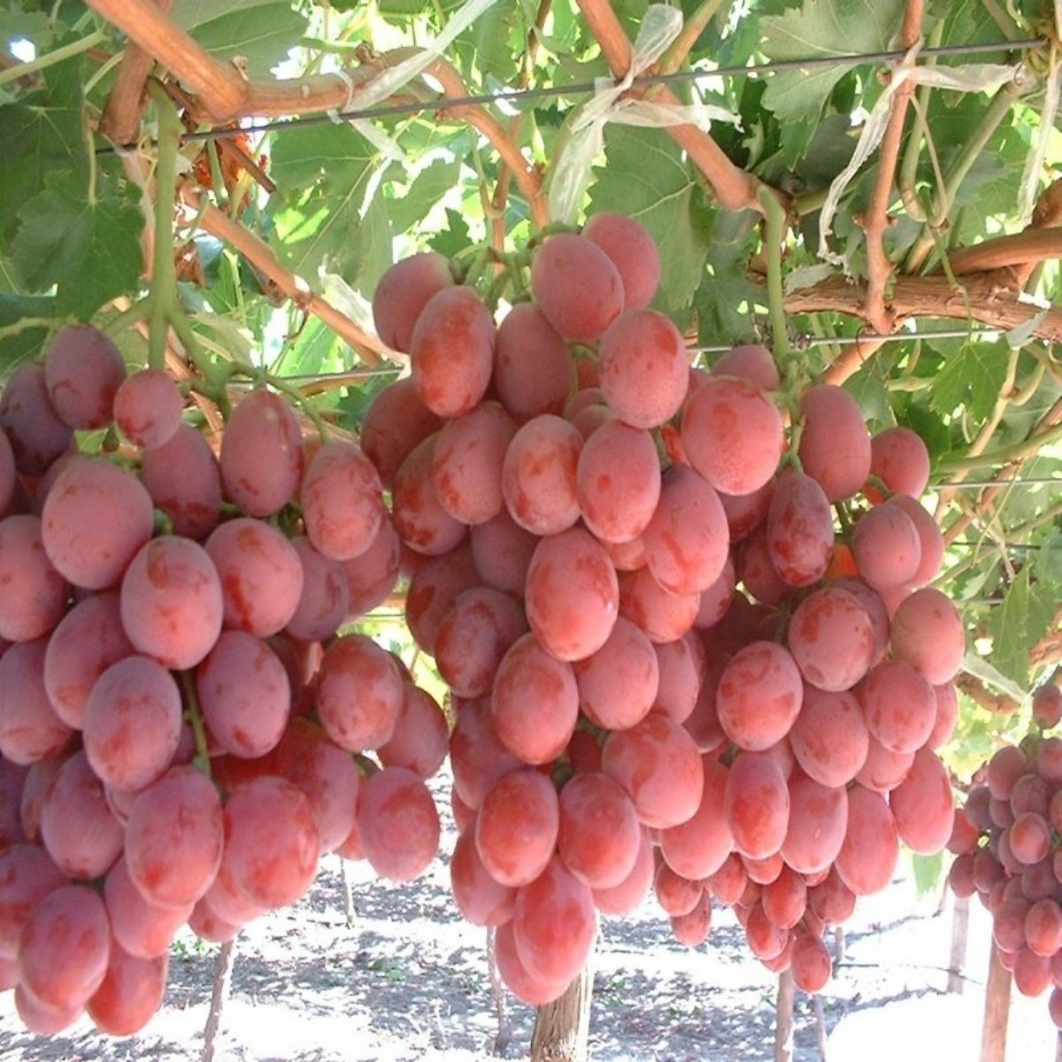 Tüplü Özel Pembe Gemre Üzüm (Asma-Bağ) Fidanı