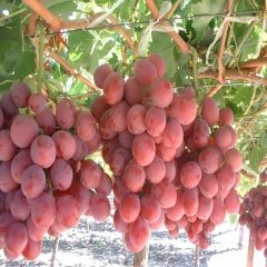Tüplü Özel Pembe Gemre Üzüm (Asma-Bağ) Fidanı