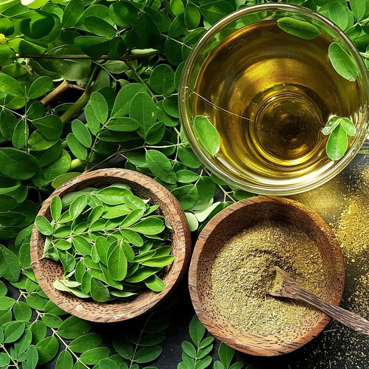 Tüplü Mucize Moringa Ağacı Fidanı (50-90 cm)