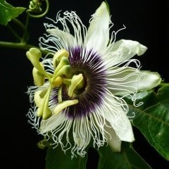 Tüplü Pasiflora Edulis Maruçya Fidanı