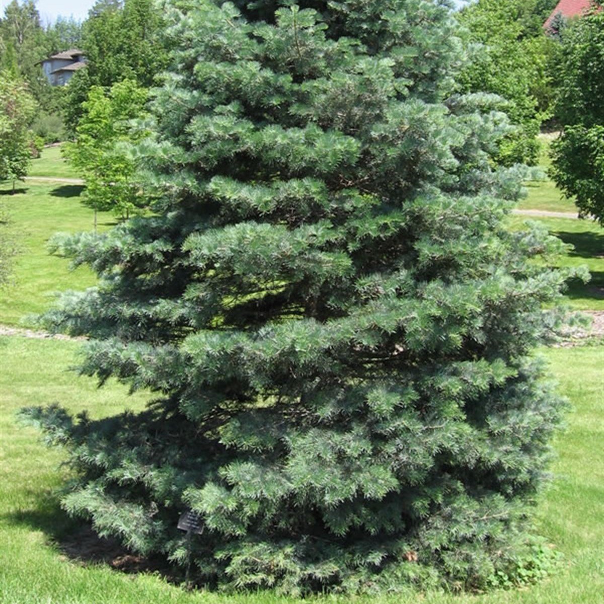 Tüplü Yılbaşı Çamı Göknar Fidanı (160-200 cm)