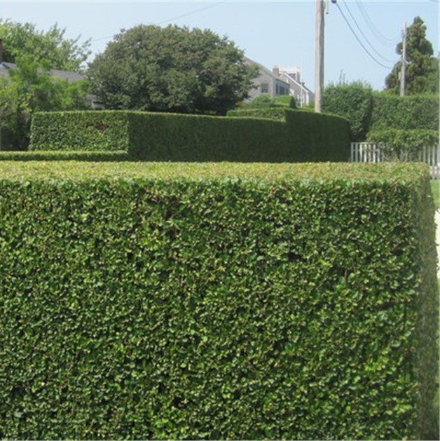 Tüplü Özel Kurtbağrı (Ligustrum) Fidanı