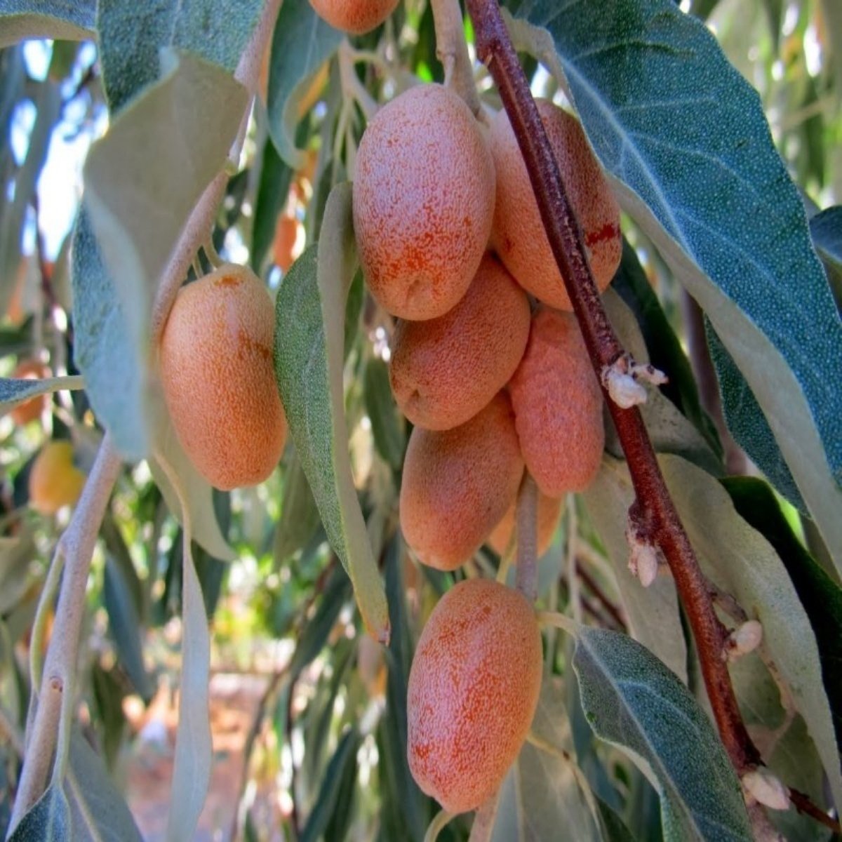 Tüplü Anadolu İğde Ağacı Fidanı (120-180cm)