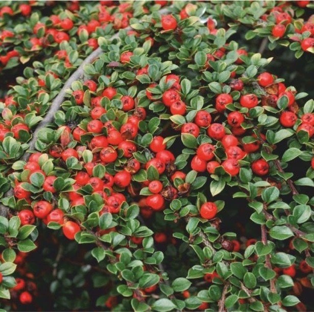 Tüplü Nadir Cotoneaster (Taş Elması) Fidanı