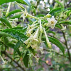 Tüplü Aromatik Melissa Parfüm Çiçeği Fidanı
