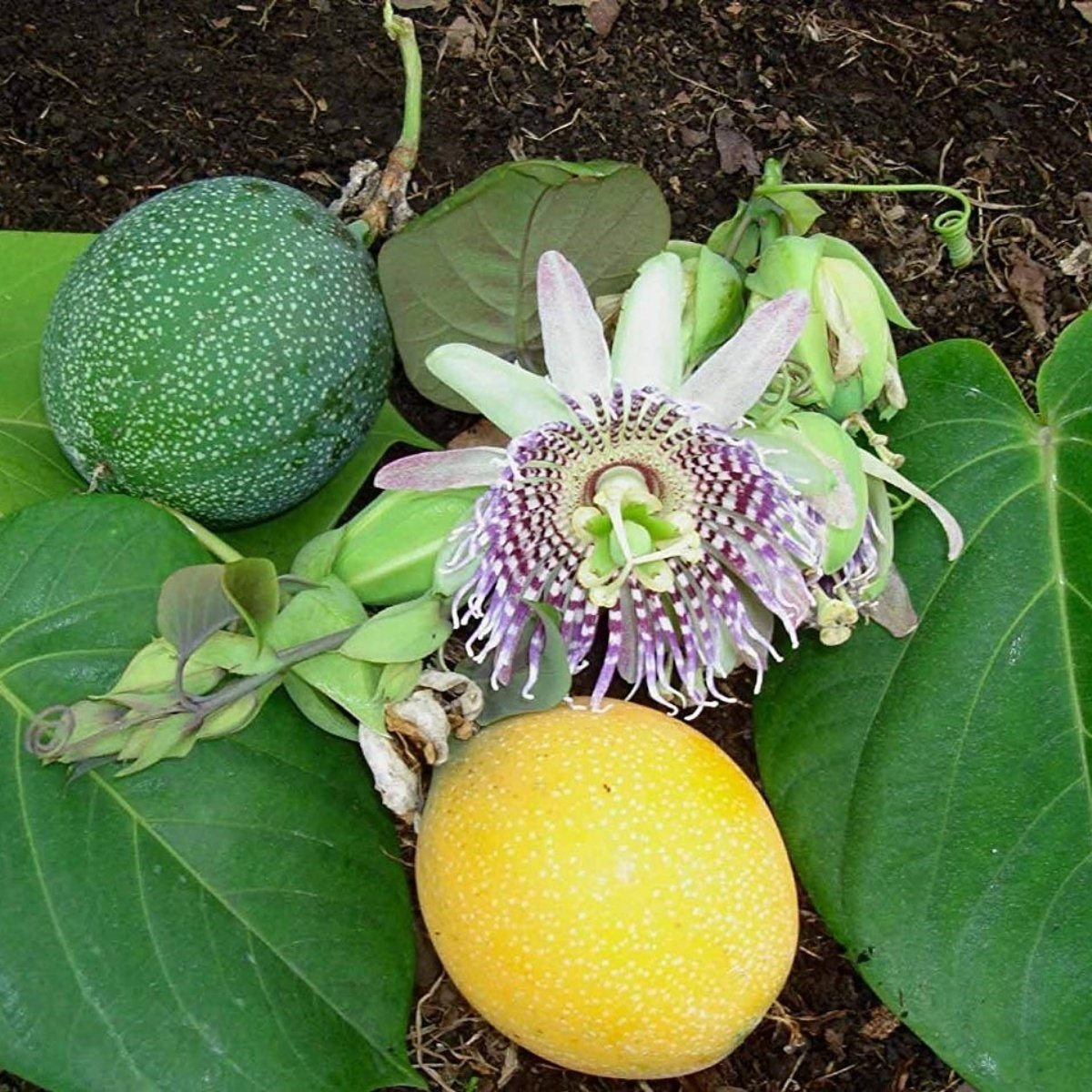Tüplü Passiflora Ligularis (Sweet Granidalla) Fidanı