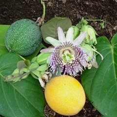 Tüplü Passiflora Ligularis (Sweet Granidalla) Fidanı