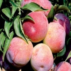 Tüplü Aşılı Aromatik Çok Yüksek Verimli Tam Bodur Freedom Erik Fidanı