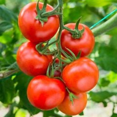 Traveller Salkım F1 Sırık Kahvaltılık Domates Tohumu (10 tohum)