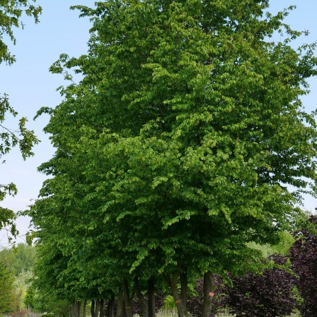 Tüplü Fagus Sylvatica Kayın Ağacı Fidanı