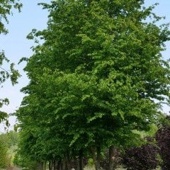 Tüplü Fagus Sylvatica Kayın Ağacı Fidanı