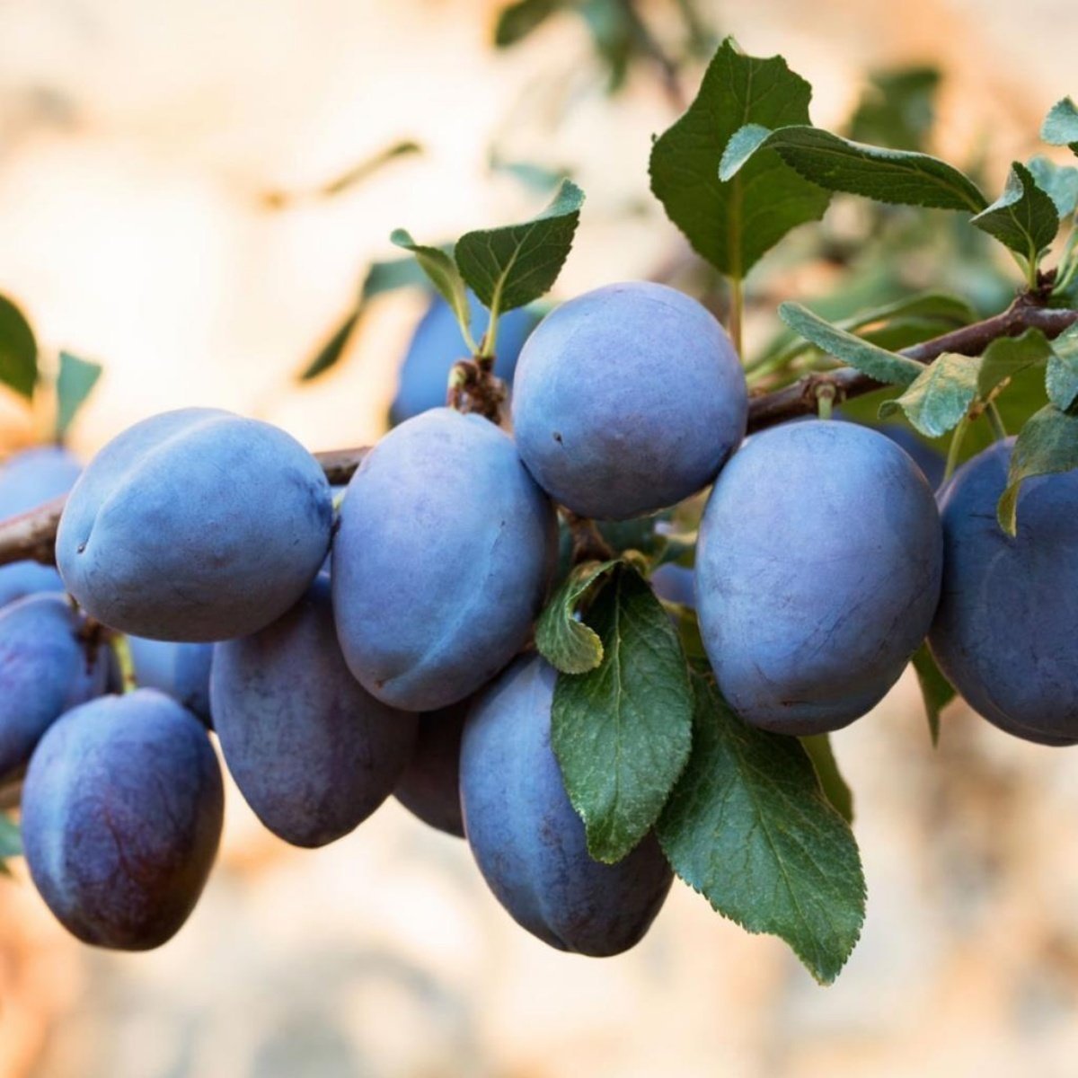 Tüplü Aşılı Erkenci Bol Verimli Geleneksel Tam Bodur Mürdüm Erik Fidanı