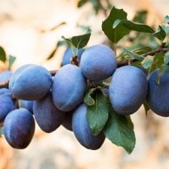 Tüplü Aşılı Erkenci Bol Verimli Geleneksel Tam Bodur Mürdüm Erik Fidanı