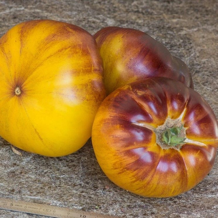 Nadir Çizgili Volvarina Domates Tohumu (15 tohum)
