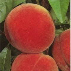 Tüplü Aşılı İri Kırmızı Meyveli Orta Erkenci Tam Bodur Dixired Şeftali Fidanı