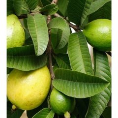 Tüplü Sarı Guava Fidanı