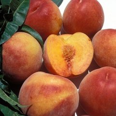 Tüplü Aşılı Erkenci Yüksek Verimli Tam Bodur Spring Bella Şeftali Fidanı