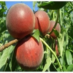 Tüplü Aşılı Orta Geçci İri Meyveli Tam Bodur Vista Rich Şeftali Fidanı