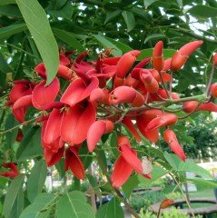 Erythrina Crista Galli Kırmızı Mercan Ağacı Fidanı Özel Çeşit (20-40 cm)