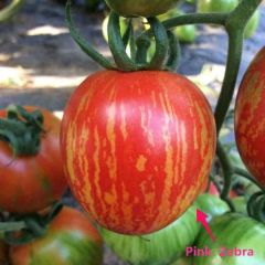 Etli Pink Zebra Domates Tohumu (15 tohum)