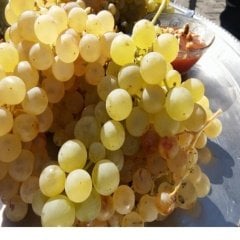 Tüplü Hoş Kokulu Aromatik Bol Verimli Kabarcık Üzüm (Asma-Bağ) Fidanı
