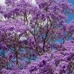 Tüplü Özel Jacaranda (Jakaranda) Ağacı Fidanı