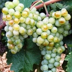Tüplü Aromalı Sarmalık Yapraklık Narince Üzüm (Asma-Bağ) Fidanı