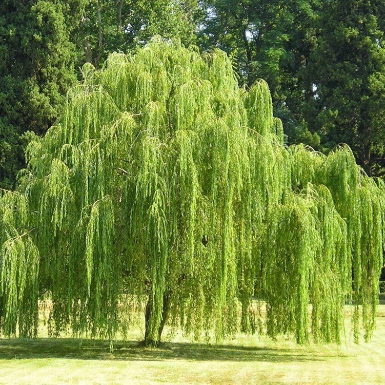 Tüplü Salkım Söğüt Ağacı Fidanı (150-200 cm)