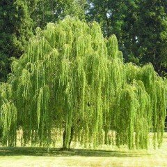 Tüplü Salkım Söğüt Ağacı Fidanı (150-200 cm)