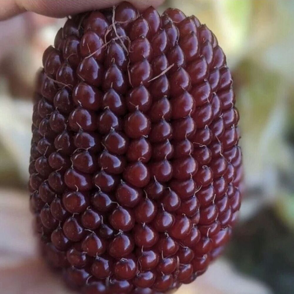 Doğal Kırmızı Çilek Tohumu(10 Tohum)